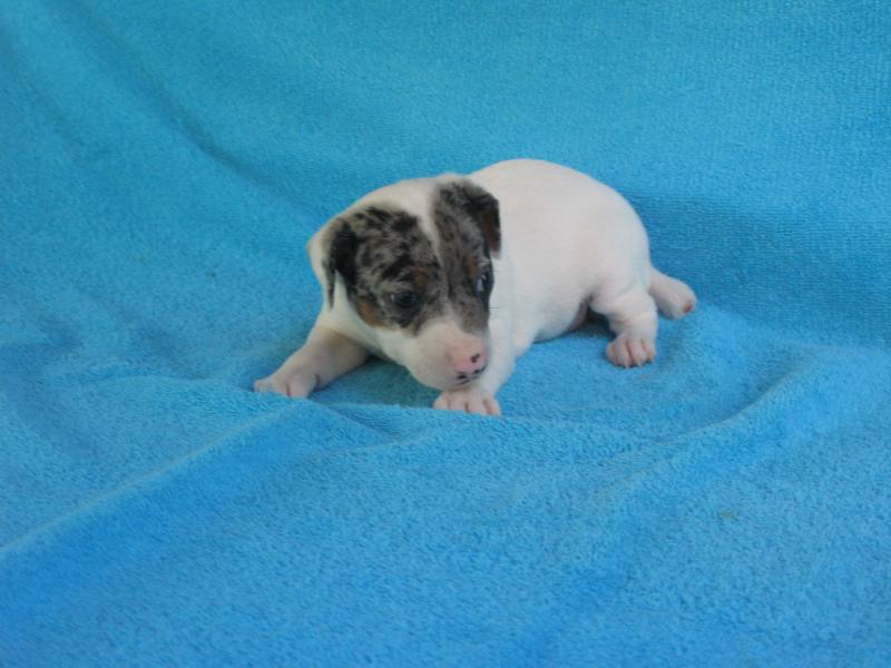 Puppy #6